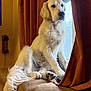 Aries participe au concours pour gagner de l'argent avec cette photo : dog, golden_retriever, pet, indoor, couch, curtain, window, paw, fur, portrait, sitting, relaxed, nose, eyes, soft_lighting, living_room, armrest, tail, front_paws, attentive