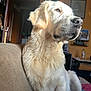 Aries participe au concours pour gagner de l'argent avec cette photo : dog, golden_retriever, pet, portrait, indoor, couch, sofa, sunlight, fur, nose, whiskers, sitting, cozy, living_room, furniture, doorway, wall_art, bottle, blanket, home