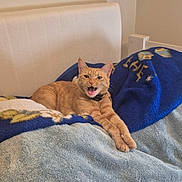 Jinjit is registered to the contest to win money with this photo: animal, bed, blanket, blue_blanket, cat, cozy, cute, domestic_cat, feline, fur, gray_blanket, home, indoor, orange_tabby, paws, pet, relaxed, resting, stretching, whiskers