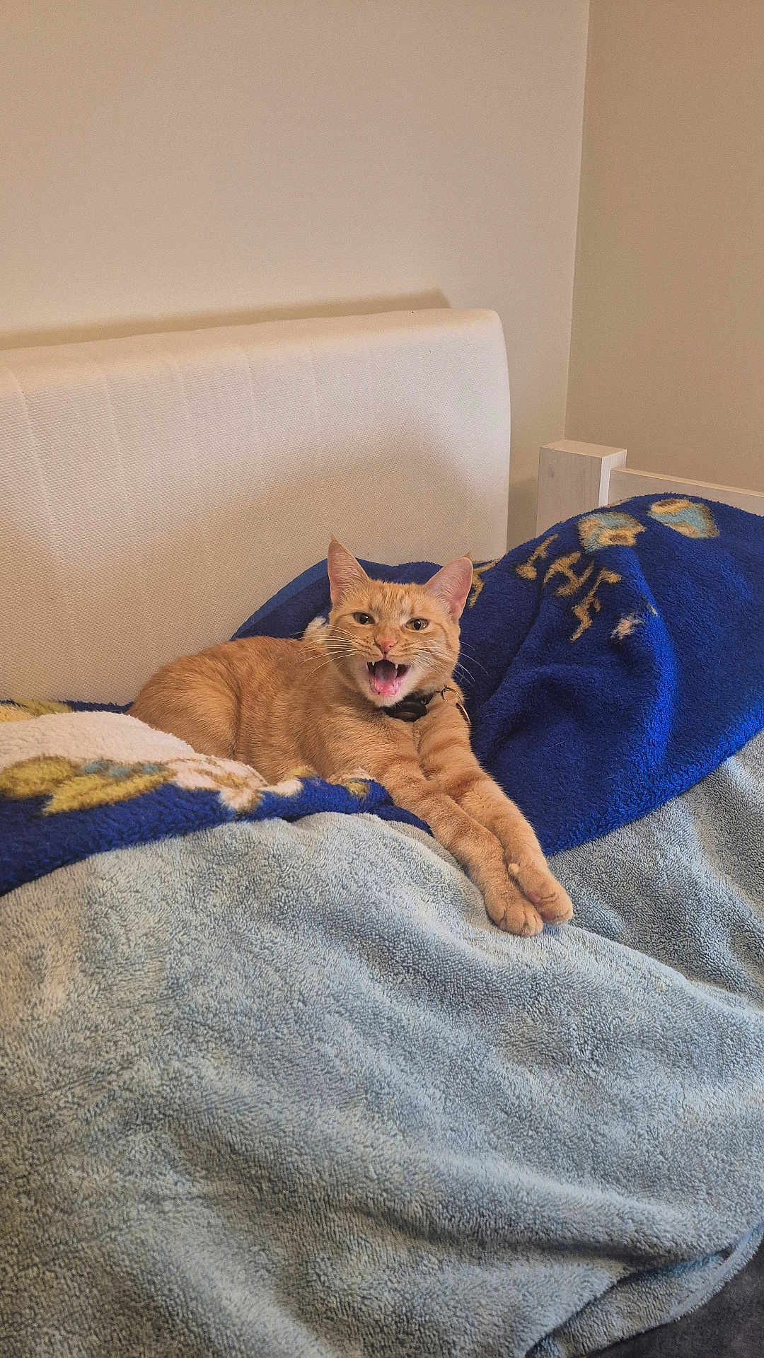 Jinjit is registered to the contest to win money with this photo: animal, bed, blanket, blue_blanket, cat, cozy, cute, domestic_cat, feline, fur, gray_blanket, home, indoor, orange_tabby, paws, pet, relaxed, resting, stretching, whiskers