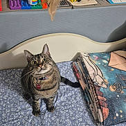 Jul is registered to the contest to win money with this photo: bed, blanket, cat, collar, curious, domestic, feather_toy, floral_pattern, folded_blanket, furniture, household_items, indoor, pet, shelf, striped, tabby, tag, toys, whiskers, wide_eyes