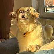 Pims participe au concours pour gagner de l'argent avec cette photo : canine, collar, cozy, curious, dog, furry, home, indoor, jeans, light, looking_up, paw, person, pet, relaxed, shadow, sunlight, tan_fur, white_fur, window