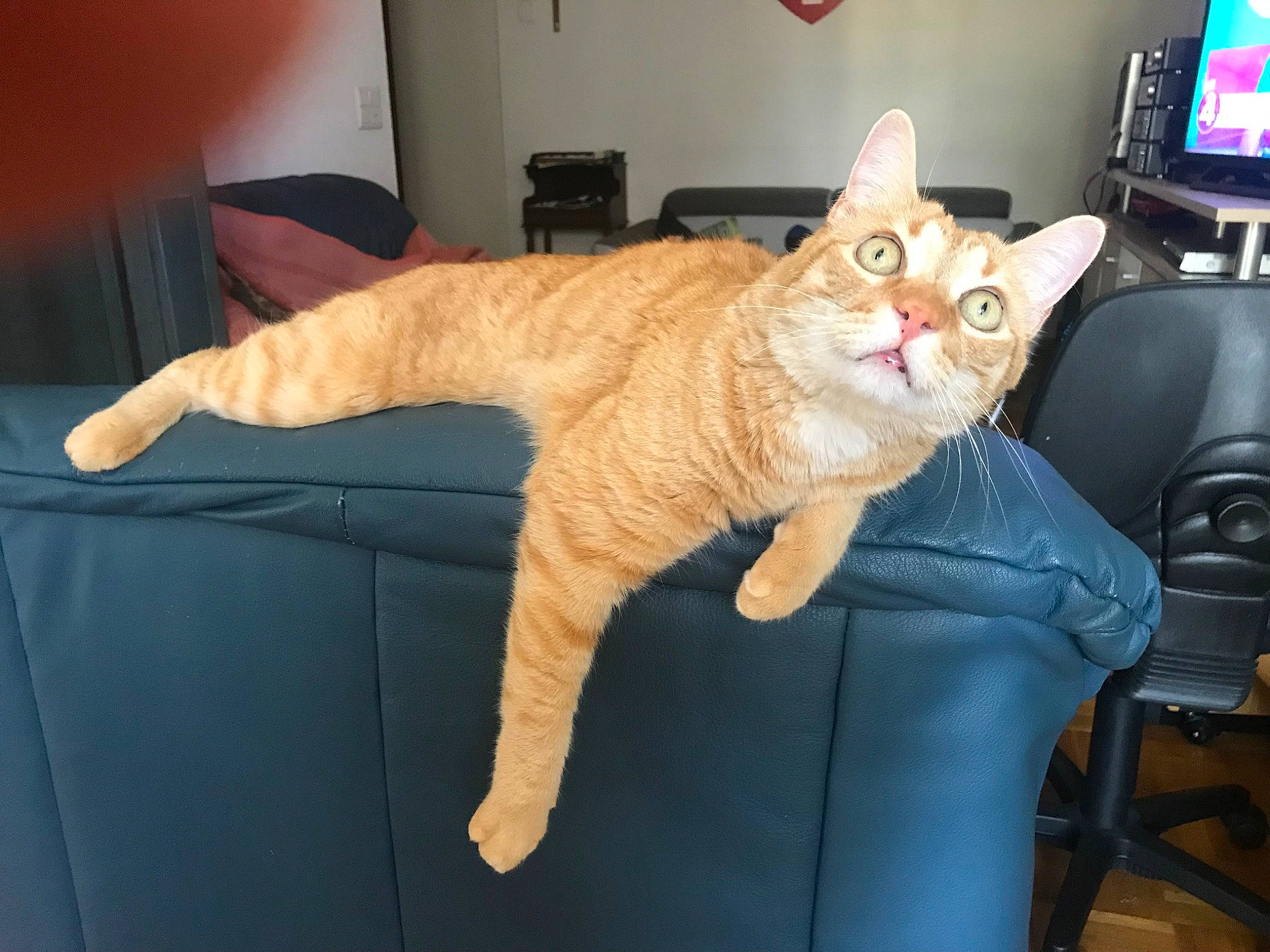 Garfield a rejoint le concours — aidez-le/la à gagner de superbes lots ! bed, carnivore, cat, claw, comfort, couch, domestic_short_haired_cat, fawn, felidae, fur, furniture, lap, paw, sitting, small_to_medium_sized_cats, snout, tail, television, whiskers, wood