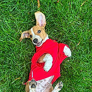 Finny joined the competition — help win amazing prizes! animal, canine, closeup, cute, dog, ears, fur, grass, happy, lying_down, nature, outdoor, paws, pet, playful, puppy, red_shirt, smiling, summer, young_dog