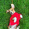 animal, canine, closeup, cute, dog, ears, fur, grass, happy, lying_down, nature, outdoor, paws, pet, playful, puppy, red_shirt, smiling, summer, young_dog