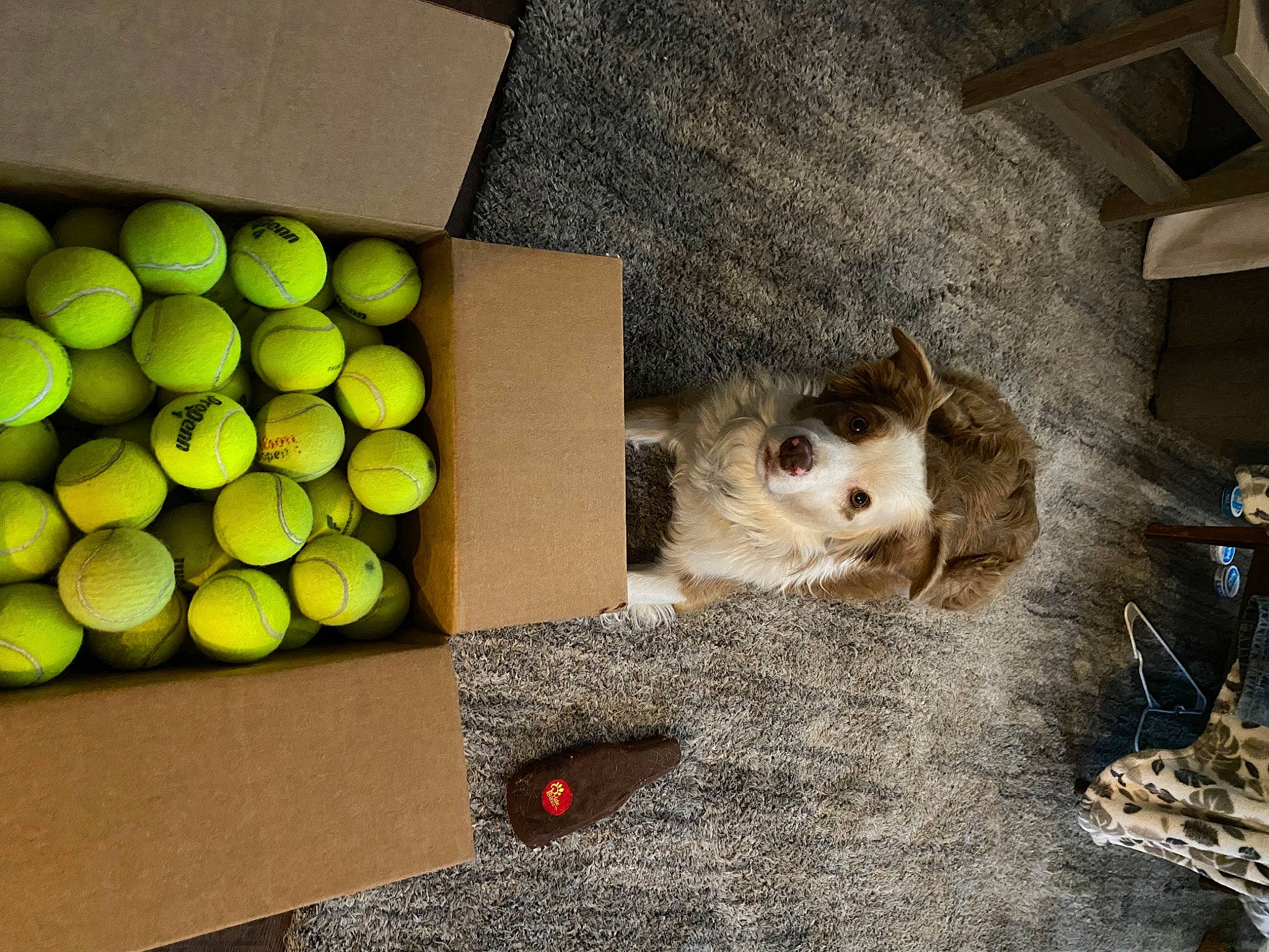 Berkley is registered to the contest to win money with this photo: box, carnivore, cat, citrus, domestic_short_haired_cat, felidae, flooring, fruit, fur, grey, natural_foods, paw, rectangle, room, small_to_medium_sized_cats, snout, tail, tennis_ball, whiskers, wood