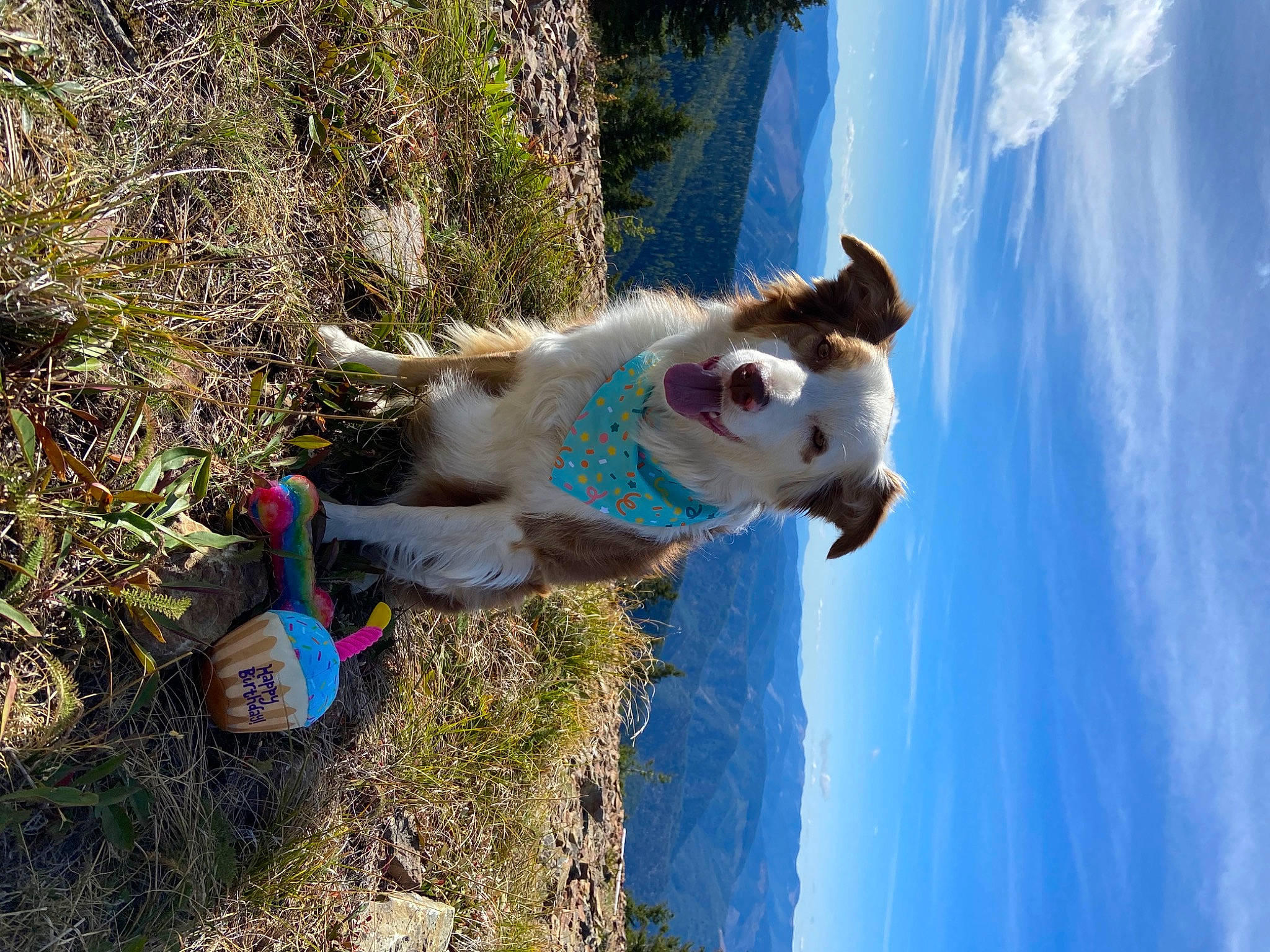 Berkley is registered to the contest to win money with this photo: adventure, carnivore, cloud, companion_dog, cumulus, dog, dog_breed, fun, grass, landscape, leisure, mountain, plant, recreation, sky, sporting_group, tree, water