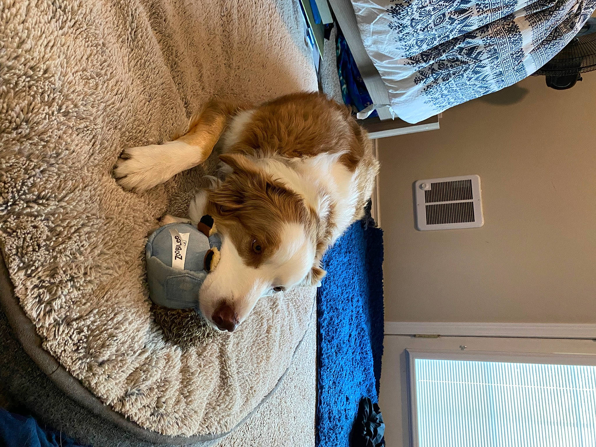 Berkley joined the competition — help win amazing prizes! canidae, carnivore, companion_dog, dog, dog_breed, dog_supply, fawn, flooring, fur, human_leg, paw, pet_supply, puppy, small_to_medium_sized_cats, snout, sporting_group, tail, whiskers, wood, working_animal