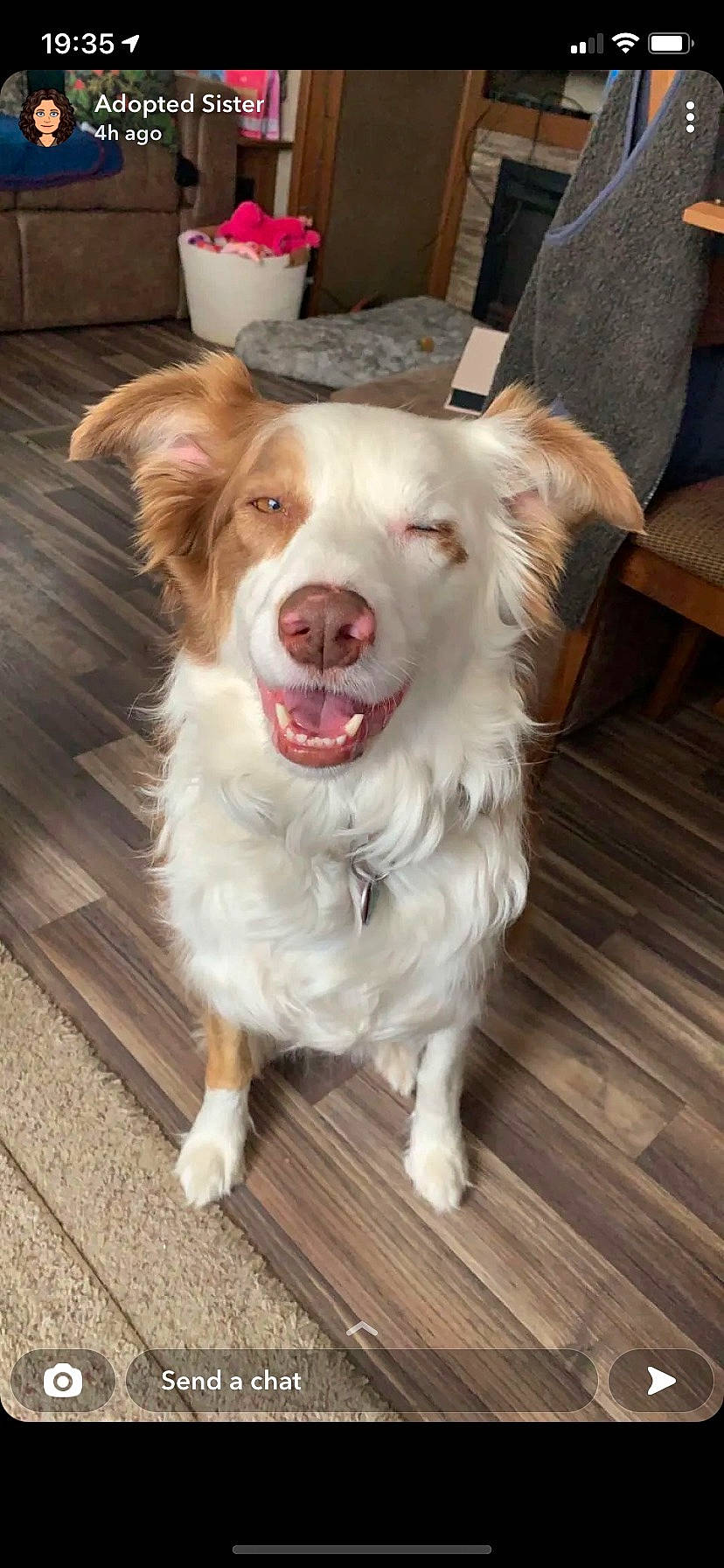 Berkley joined the competition — help win amazing prizes! carnivore, companion_dog, dog, dog_breed, dog_collar, fang, flooring, foot, fur, happy, hardwood, paw, plank, plant, shout, smile, snout, sporting_group, whiskers, wood