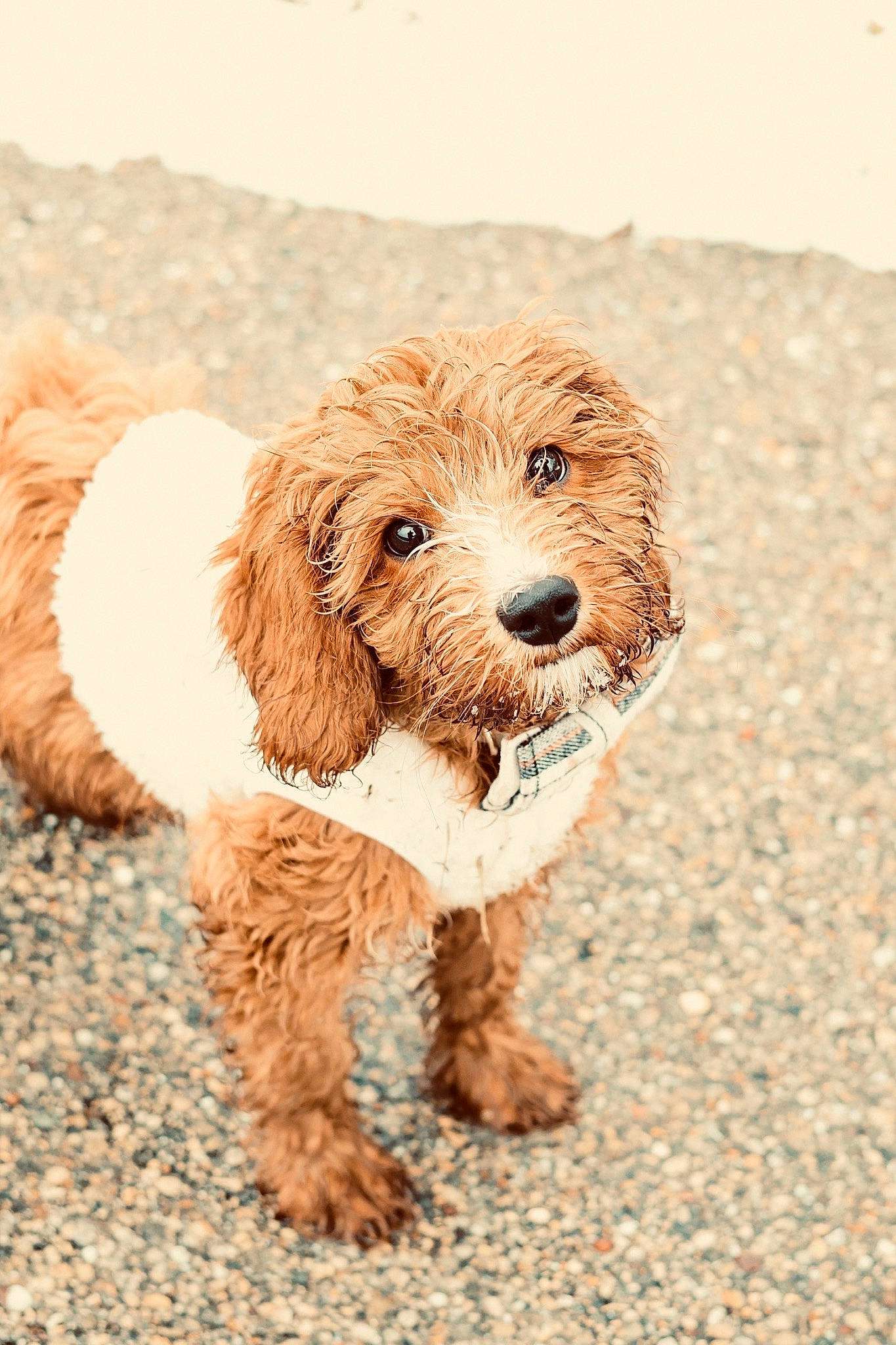 Oakley is registered to the contest to win money with this photo: canidae, carnivore, companion_dog, dog, dog_breed, fawn, fur, liver, maltepoo, non_sporting_group, poodle, puppy, snout, spaniel, sporting_group, terrestrial_animal, terrier, toy_dog, water_dog, working_animal