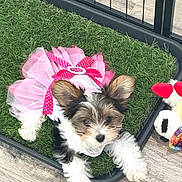 Lilly joined the competition — help win amazing prizes! puppy, dog, tutu, pink, ribbon, toy, artificial_grass, fence, indoor, floor, cute, pet, small_dog, fur, play_area, animal, looking_at_camera, fluffy, white_paws, adorable