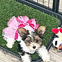 puppy, dog, tutu, pink, ribbon, toy, artificial_grass, fence, indoor, floor, cute, pet, small_dog, fur, play_area, animal, looking_at_camera, fluffy, white_paws, adorable