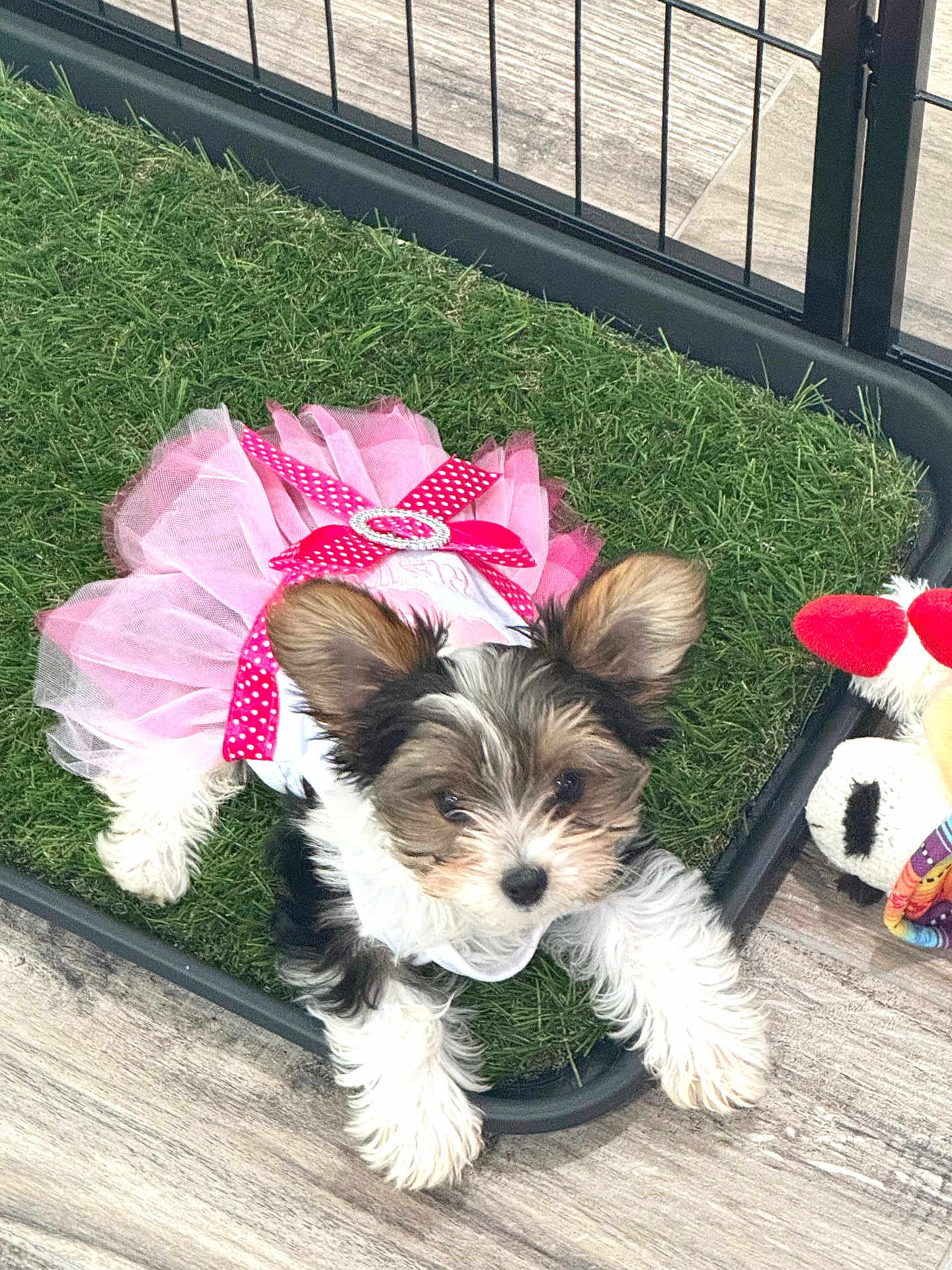Lilly joined the competition — help win amazing prizes! puppy, dog, tutu, pink, ribbon, toy, artificial_grass, fence, indoor, floor, cute, pet, small_dog, fur, play_area, animal, looking_at_camera, fluffy, white_paws, adorable