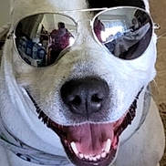 Missy is registered to the contest to win money with this photo: dog, white_dog, black_patch, sunglasses, smiling, tongue_out, pet, indoor, close_up, canine, happy, cute, animal, portrait, funny, accessory, cool, reflection, face, ears