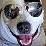 dog, white_dog, black_patch, sunglasses, smiling, tongue_out, pet, indoor, close_up, canine, happy, cute, animal, portrait, funny, accessory, cool, reflection, face, ears