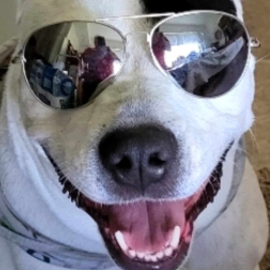 Missy is registered to the contest to win money with this photo: accessory, animal, black_patch, canine, close_up, cool, cute, dog, ears, face, funny, happy, indoor, pet, portrait, reflection, smiling, sunglasses, tongue_out, white_dog