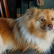 Chanel a rejoint le concours — aidez-le/la à gagner de superbes lots ! dog, fluffy, indoor, couch, pet, animal, brown, white, fur, canine, relaxed, looking_away, home, furniture, domestic, portrait, companion, cute, mammal, leisure