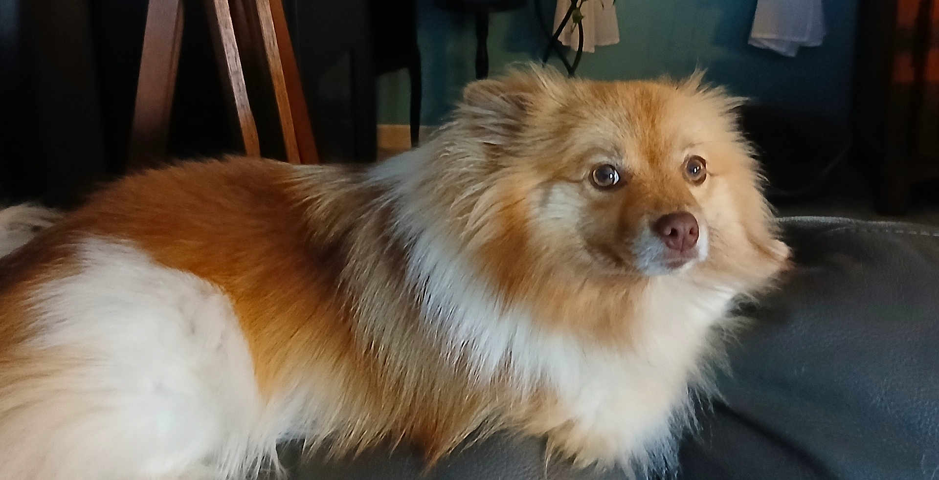 Chanel a rejoint le concours — aidez-le/la à gagner de superbes lots ! dog, fluffy, indoor, couch, pet, animal, brown, white, fur, canine, relaxed, looking_away, home, furniture, domestic, portrait, companion, cute, mammal, leisure