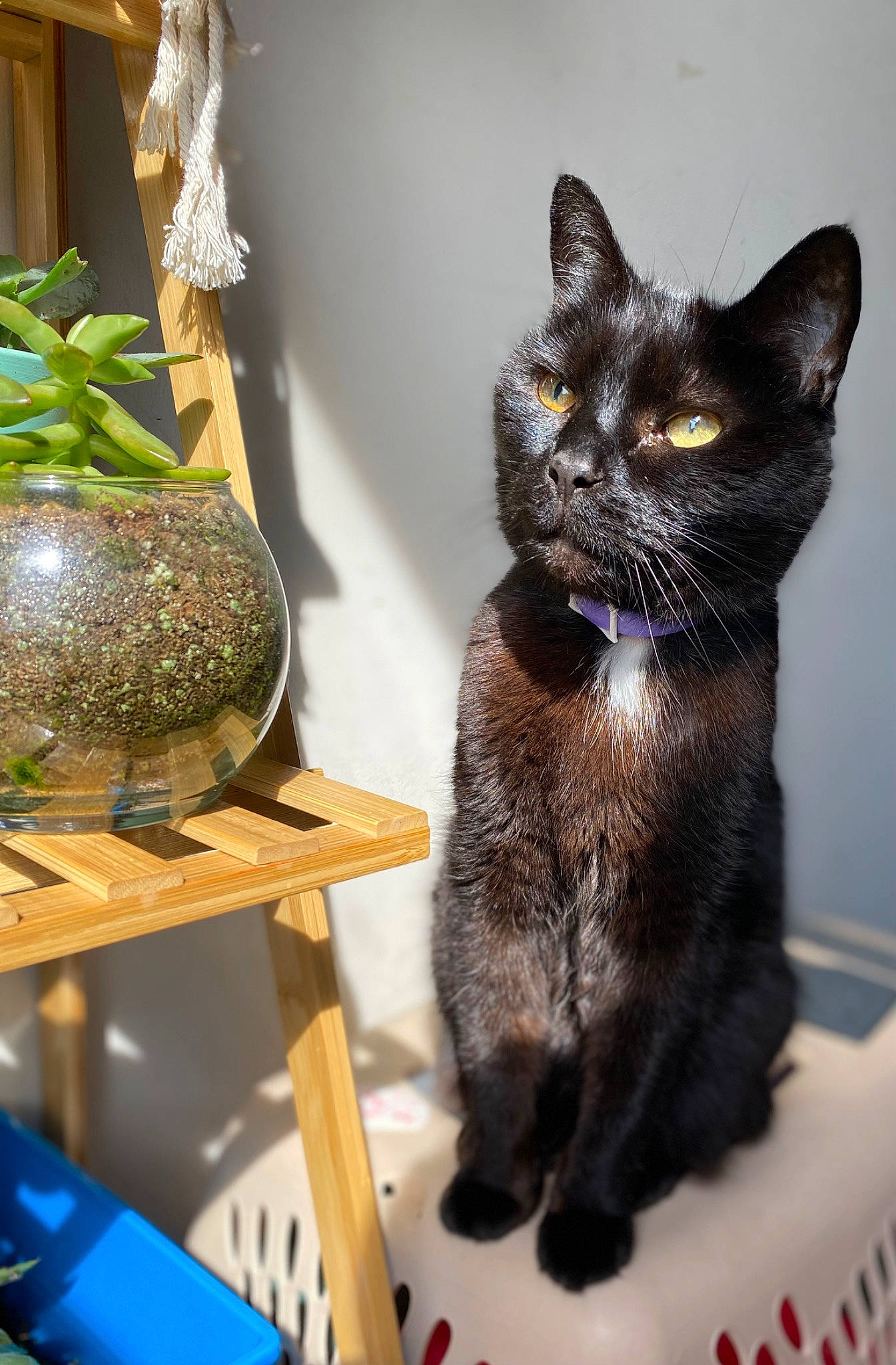 Booboo joined the competition — help win amazing prizes! black_cat, bombay, carnivore, cat, domestic_short_haired_cat, felidae, flowerpot, fur, houseplant, paw, plant, shelf, shelving, small_to_medium_sized_cats, snout, table, tail, vertebrate, whiskers, window