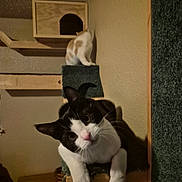 Sly joined the competition — help win amazing prizes! cat, black_and_white_cat, orange_and_white_cat, cat_tree, indoor, pet, feline, curious, wood, carpeted, play_structure, animal, domestic, cute, whiskers, ears, resting, looking, head_tilt, household