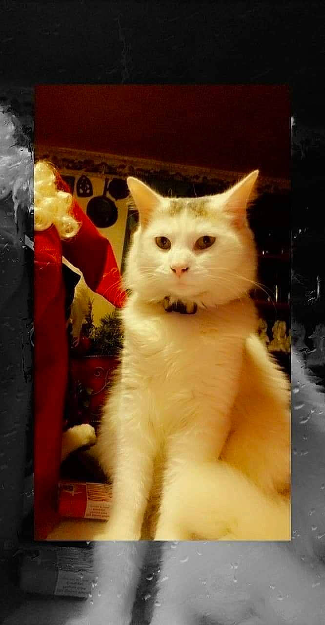 Yoda joined the competition — help win amazing prizes! box, carnivore, cat, domestic_short_haired_cat, eye, fawn, felidae, fur, paw, rectangle, small_to_medium_sized_cats, tail, whiskers, window