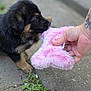 Mollie joined the competition — help win amazing prizes! animal, closeup, concrete, curious, cute, dog, fur, greenery, hand, nibble, outdoor, pet, pink, playful, plush, puppy, soft, tattoo, toy, young