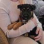 arm, closeup, collar, comfort, couch, cute, dog, domestic_animal, friendship, fur, german_shepherd, hand, holding, indoor, person, pet, puppy, sweater, warmth, young_dog