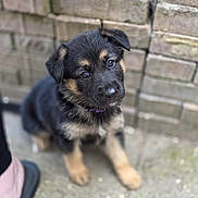 Mollie is registered to the contest to win money with this photo: adorable, animal, black_and_tan, brick_wall, canine, collar, concrete, cute, dog, footwear, fur, german_shepherd, looking_up, outdoor, pet, portrait, puppy, sitting, small, young
