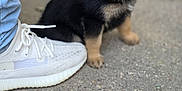 Mollie joined the competition — help win amazing prizes! black, collar, concrete, curious, cute, dog, fur, german_shepherd, ground, hand, jeans, outdoor, person, pet, puppy, shoe, small, sneaker, tan, young