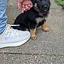black, collar, concrete, curious, cute, dog, fur, german_shepherd, ground, hand, jeans, outdoor, person, pet, puppy, shoe, small, sneaker, tan, young