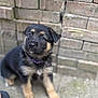 Mollie is registered to the contest to win money with this photo: adorable, alert, animal, black, brick_wall, canine, collar, cute, dog, fur, german_shepherd, looking_up, outdoor, pet, puppy, sitting, small, tan, young, young_animal