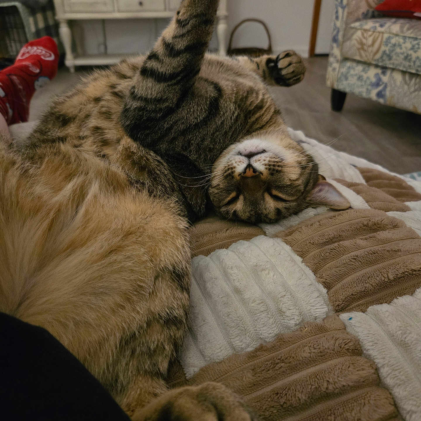 Shroom is registered to the contest to win money with this photo: animal, blanket, cat, comfort, couch, cozy, cute, domestic, fur, furniture, home, indoor, living_room, paw, pet, relaxed, rest, sleeping, tabby, tabby_cat