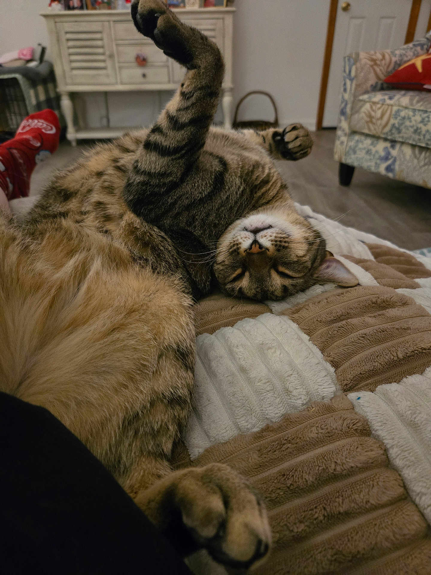 Shroom is registered to the contest to win money with this photo: animal, blanket, cat, comfort, couch, cozy, cute, domestic, fur, furniture, home, indoor, living_room, paw, pet, relaxed, rest, sleeping, tabby, tabby_cat