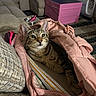 cat, tabby, jacket, pink, notebooks, couch, living_room, cozy, pet, feline, indoor, curious, comfort, furniture, household, resting, cute, domestic_animal, fur, eyes