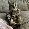 cat, kitten, tabby, pet, animal, feline, couch, sofa, indoor, cozy, fur, whiskers, ears, paws, curious, wide_eyes, sitting, looking, pink_blanket, home
