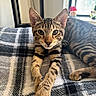 cat, tabby_cat, pet, animal, feline, striped, bed, blanket, plaid, cozy, indoor, window, sunlight, relaxed, curious, paws, closeup, fur, whiskers, resting