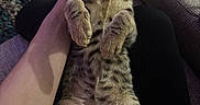 Theo is registered to the contest to win money with this photo: kitten, cat, tabby, pet, lap, human_hand, cozy, carpet, couch, cup_holder, indoor, fur, whiskers, relaxed, cute, looking_up, paws, striped, animal, domestic