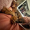 cat, tabby, sleeping, hugging, arm, bed, blanket, pink, cozy, indoor, home, closet, clothes, storage_bins, relaxed, pet, feline, resting, comfort, snuggling