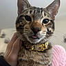 cat, tabby, close_up, indoor, pet, animal, collar, gold, tongue_out, whiskers, hand, feline, cute, domestic, fur, ears, eyes, face, cozy, blanket