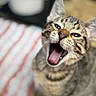 Theo is registered to the contest to win money with this photo: cat, tabby, yawning, close_up, pet, animal, feline, mouth_open, tongue, fur, whiskers, indoor, striped_cloth, blurred_background, cute, domestic_cat, mammal, face, ears, eyes