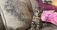 Theo is registered to the contest to win money with this photo: animal, blanket, cat, couch, cozy, curious, decorative_pillow, domestic_cat, furniture, home_interior, indoor, kitten, pet, pillow, seated, small_animal, soft_texture, striped, tabby, young_cat