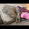 Theo is registered to the contest to win money with this photo: kitten, cat, tabby, couch, pillow, decorative_pillow, blanket, indoor, pet, furniture, cozy, curious, young_cat, striped, small_animal, domestic_cat, home_interior, seated, soft_texture, animal