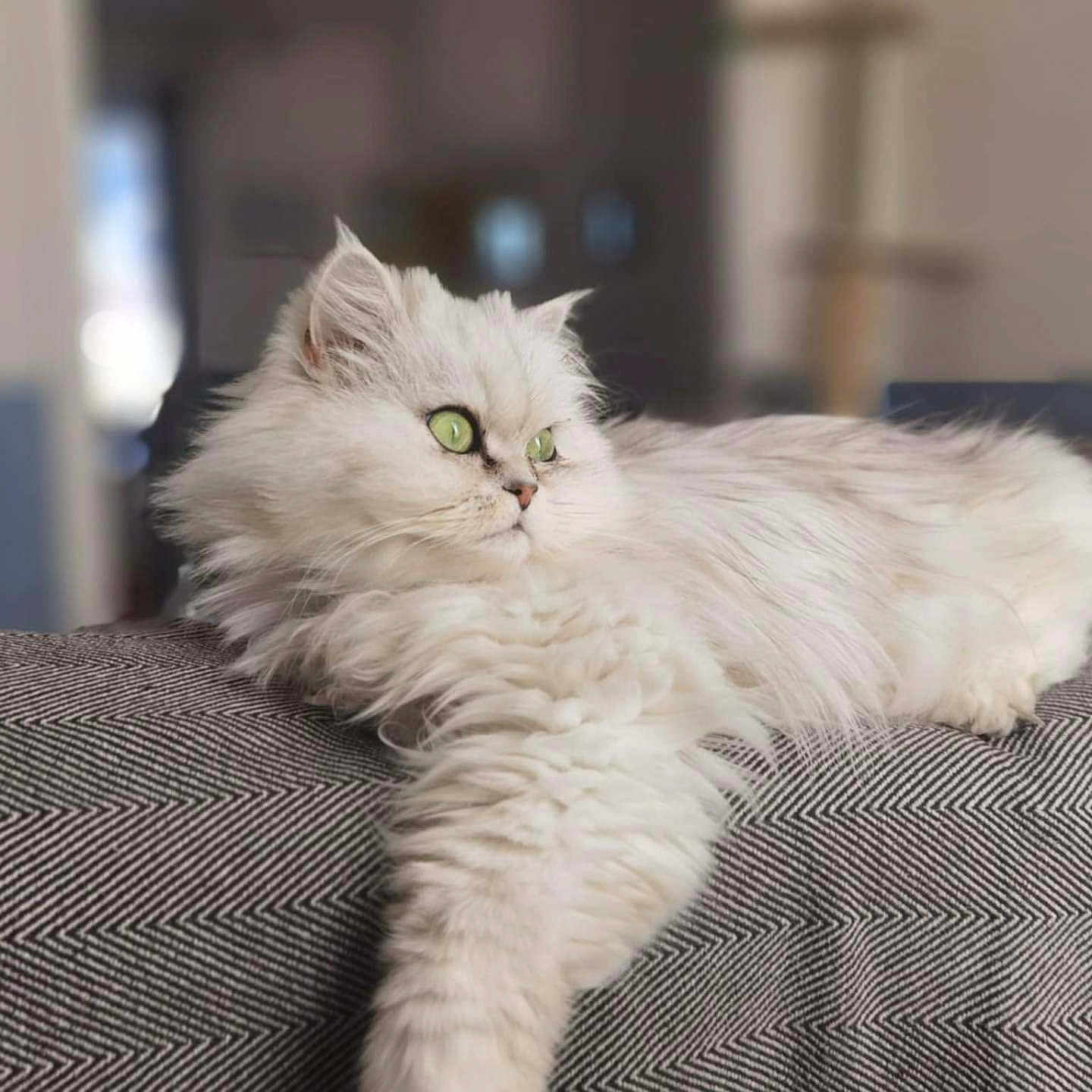 Laly a rejoint le concours — aidez-le/la à gagner de superbes lots ! angora, animal, blanket, cat, couch, cushion, furniture, homedecor, kitten, manx, pet