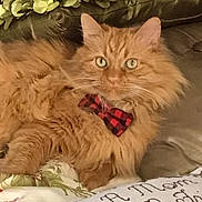 Sunny is registered to the contest to win money with this photo: cat, orange_cat, fluffy, bow_tie, pet, indoor, bed, pillow, decor, floral, leafy, feline, cute, relaxed, animal, domestic_animal, close_up, portrait, resting, cozy
