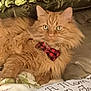 cat, orange_cat, fluffy, bow_tie, pet, indoor, bed, pillow, decor, floral, leafy, feline, cute, relaxed, animal, domestic_animal, close_up, portrait, resting, cozy