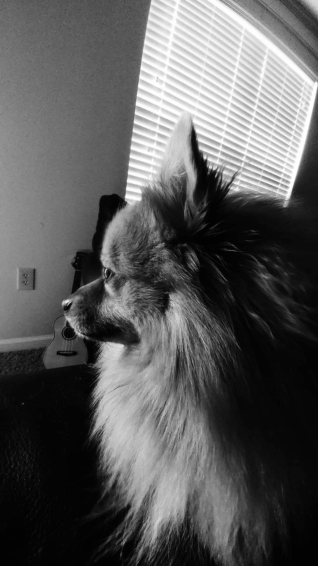 Sid is registered to the contest to win money with this photo: black_and_white, canidae, carnivore, companion_dog, dog_breed, felidae, fur, monochrome, monochrome_photography, non_sporting_group, small_to_medium_sized_cats, snout, sporting_group, style, tints_and_shades, toy_dog, whiskers, window, window_blind