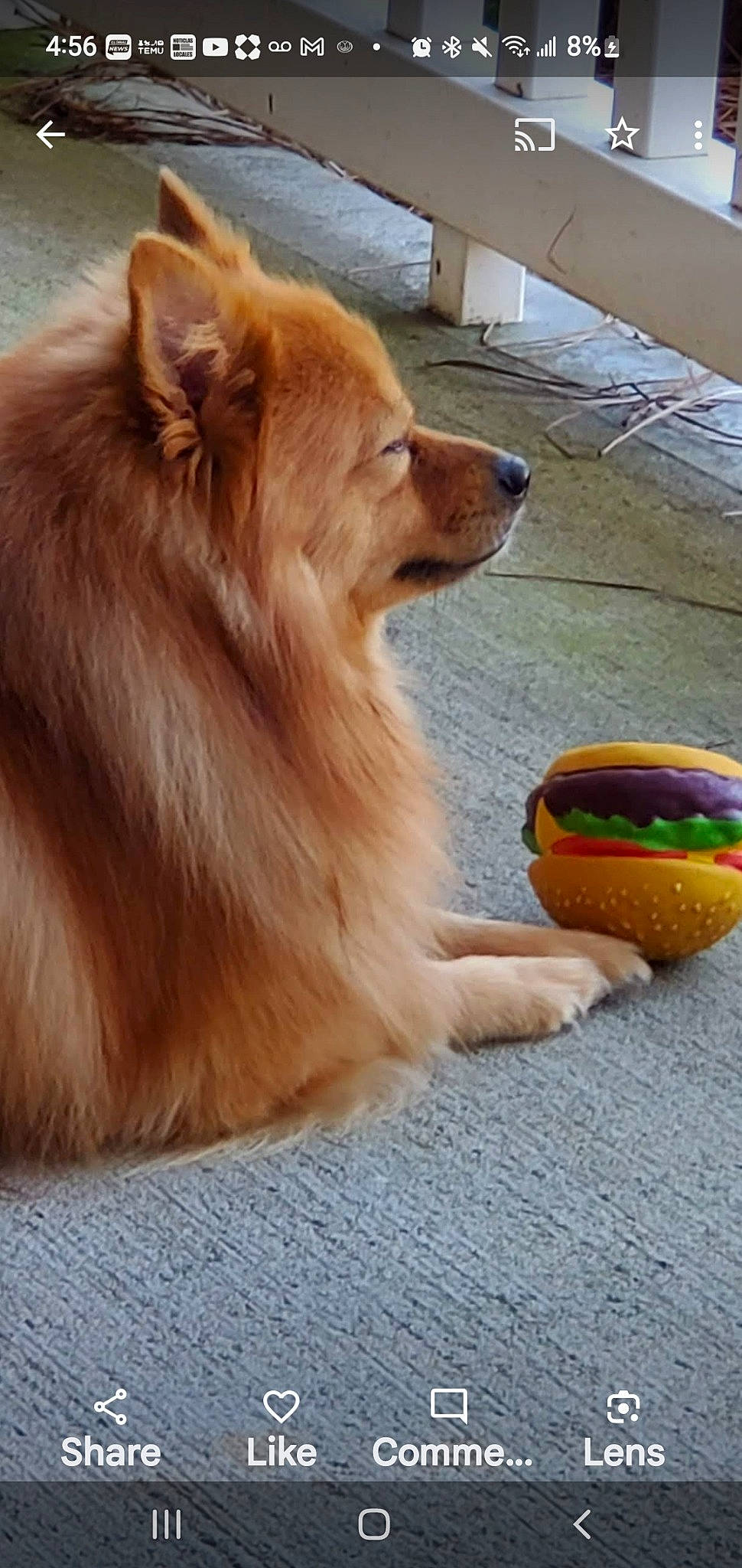 Sid joined the competition — help win amazing prizes! ball, canidae, carnivore, companion_dog, dog, dog_breed, dog_supply, fawn, german_spitz, german_spitz_klein, german_spitz_mittel, liver, snout, spitz, sporting_group, sports_toy, tail, tennis_ball, whiskers, working_animal