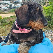 Nutella participe au concours pour gagner de l'argent avec cette photo : dog, dachshund, wire_haired, pet, collar, pink_collar, blue_cushion, bike_basket, bicycle, outdoor, nature, mountain, hill, village, scenery, animal, furry, side_view, resting, travel