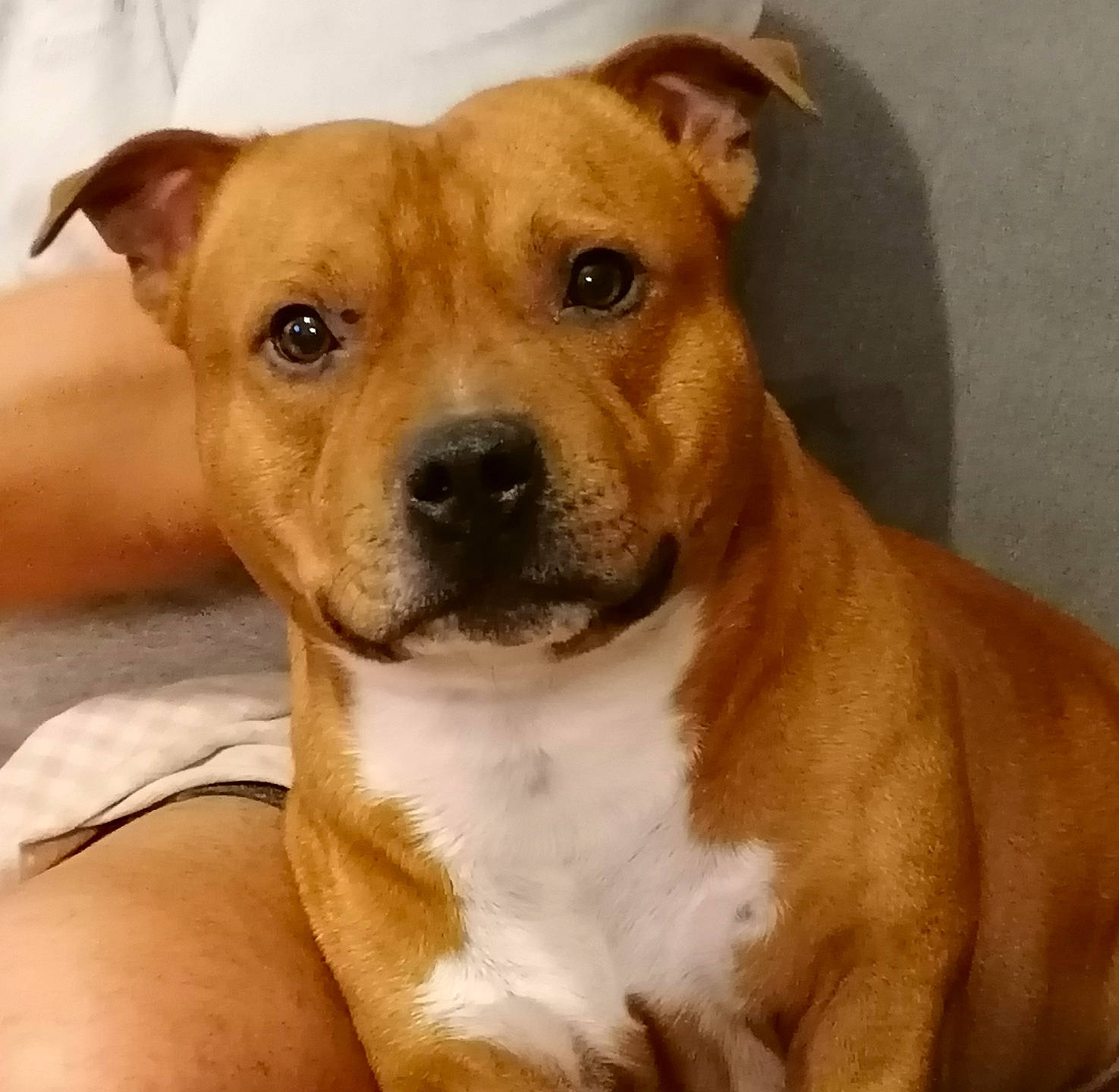 Raymond a rejoint le concours — aidez-le/la à gagner de superbes lots ! ancient_dog_breeds, canidae, carnivore, collar, companion_dog, dog, dog_breed, dog_collar, fawn, fur, newspaper, non_sporting_group, paw, sporting_group, terrestrial_animal, whiskers, working_animal