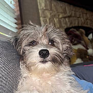 Olivia is registered to the contest to win money with this photo: dog, fluffy, cute, pet, indoors, couch, window, blinds, fur, nose, animal, relaxed, cozy, home, soft_light, toy, background, stone_fireplace, portrait, laying_down
